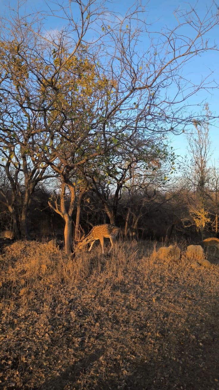 Dwarka – Somnath – Gir